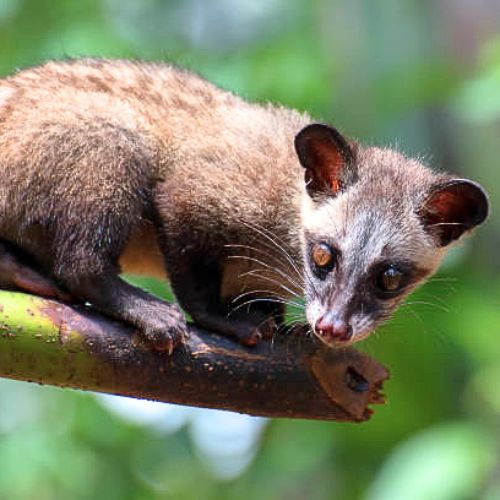 Civet Cat