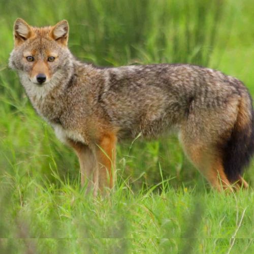 Golden jackal