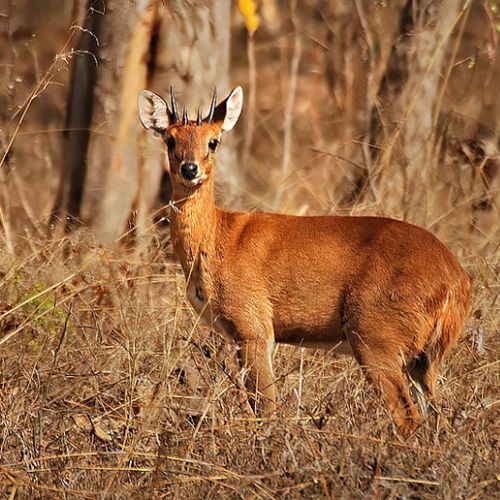 Four Horned Antelope
