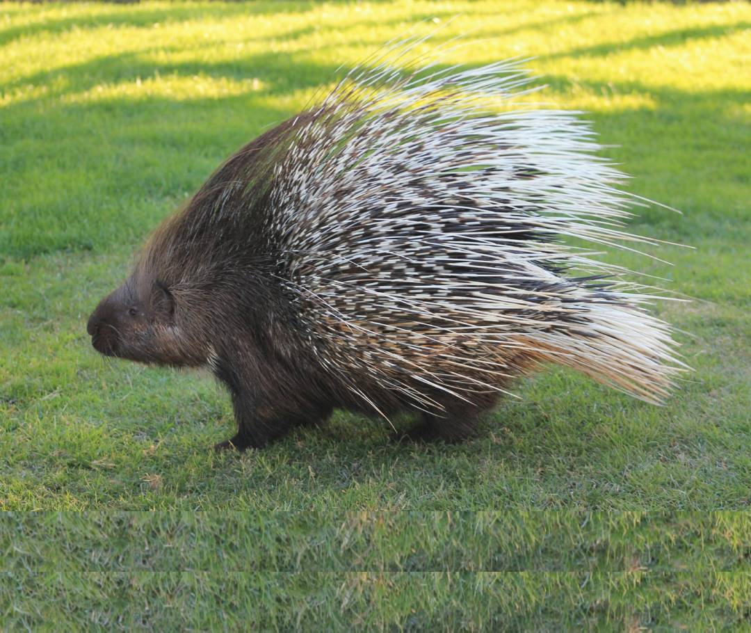 porcupine