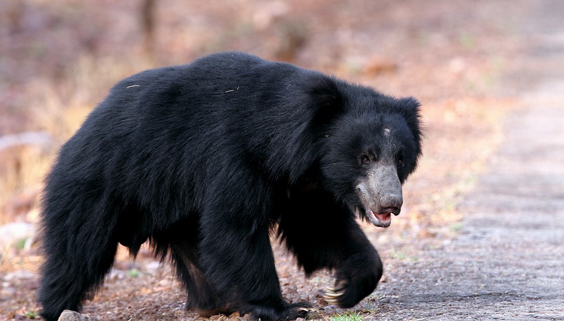 Sloth Bear