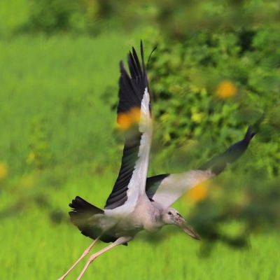 Flora & Fauna Diverse